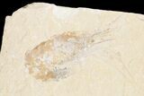 Two Cretaceous Fossil Shrimp - Lebanon #74546-1